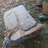 Anchor Pest Control photo 7