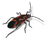 Extermi Pro