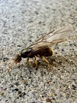 Major Pest Control Edmonton Inc photo 9