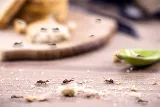 Superior Spring Hill Pest Control photo 8