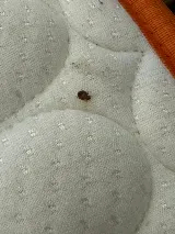 Strategic Pest Solutions Inc. photo 2