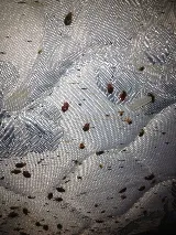 Bacon's Termite & Pest Control photo 5