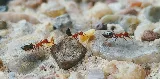 White Out Termite and Pest Control photo 2