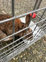 Ok Pest Control photo 6