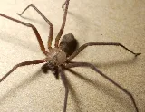 Antman Pest Control photo 5