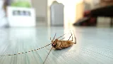 Preventive Pest Control - Albuquerque photo 5