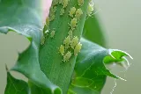 Pied Piper Pest Control photo 4