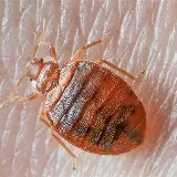REAL Pest Control photo 8
