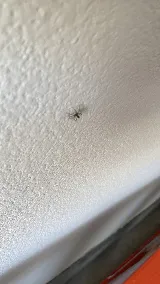 HomeShield Pest Control photo 6