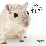Forbes Pest Control, LLC photo 3
