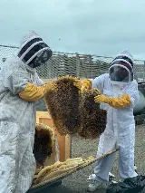 Bee Guys Bee Removal photo 3