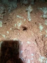 Monsieur Bibitte photo 8
