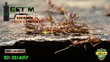 Get'm Pest Control Exterminator Paterson