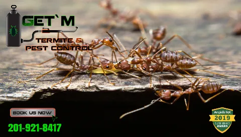 Get'm Pest Control Exterminator Paterson in Paterson