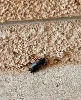 EnviroGuard Pest Control photo 3