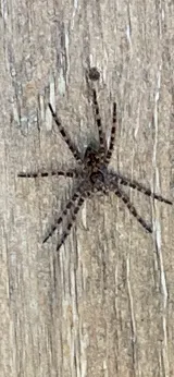Smart pest control photo 2