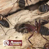 Accurate Pest Control photo 6