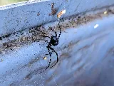 Earthwise Pest Management photo 7
