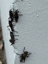 KNOCKOUT Pest Control Jacksonville photo 2