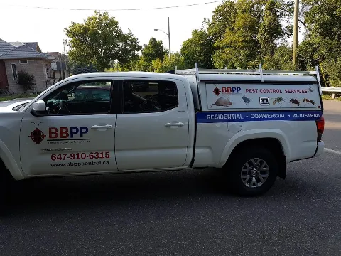B.B.P.P | Mice Control Service in Richmond Hill