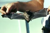 Pal Pest Bat Control photo 5