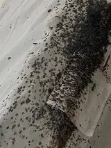 RainCity Pest Control photo 3