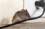 Heart of the Commonwealth Pest Control Solutions photo 2