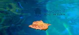 Residential Pool Service LLC
