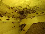 Pestisect Pest Control photo 3
