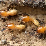 Rest Easy Pest Control photo 4