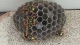 Cooper Pest & Wildlife Solutions photo 6