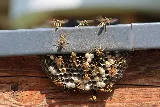 Greenhouse Termite and Pest Control photo 7