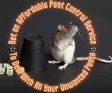 Affordable Pest Control Service photo 6