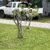 LawnStarter Landscaping photo 3
