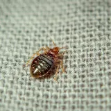 Palmetto Exterminators photo 4