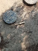 Official Pest Prevention photo 7