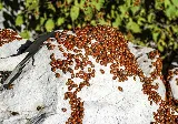 Midwest Pest Control photo 7