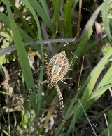 Technica Pest Solutions photo 8