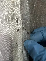 Yonkers Exterminator At Last Pest Control photo 8