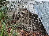 Pest Stop Inc. Pest Control Services photo 6
