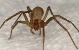 Patriot Pest Management photo 7
