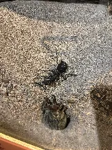 All Pest of Syracuse photo 6