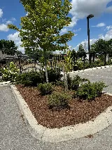 Lahib Landscaping photo 7