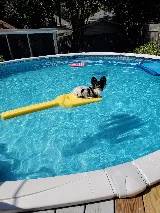 Splash Pools and Spas photo 8