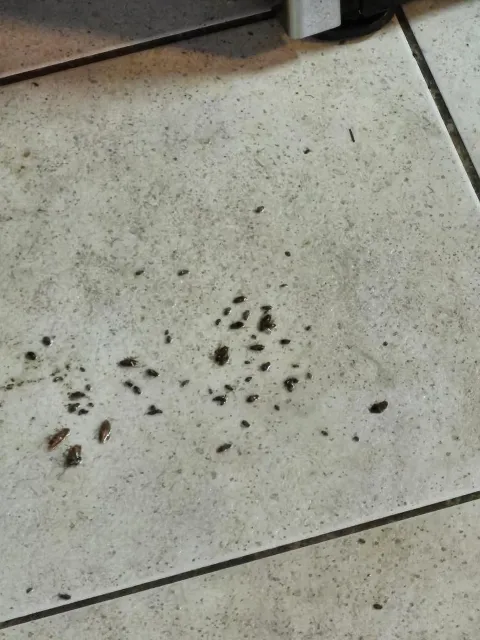 Pestigo Pest Control Hamilton photo 1