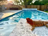 Yard Life Pools photo 8