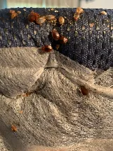 Affordable Bed Bug Exterminators photo 7