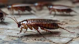 NJ Pest Control photo 6