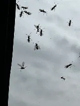 Western Exterminator photo 8