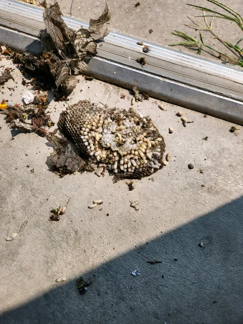 Defend Pest Solutions- Fargo photo 1